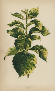Crataegus Prunifolia Variegata - English School